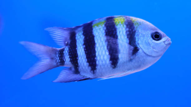 istock Fresh water aquarium black and white stripped fish fish 1488118689