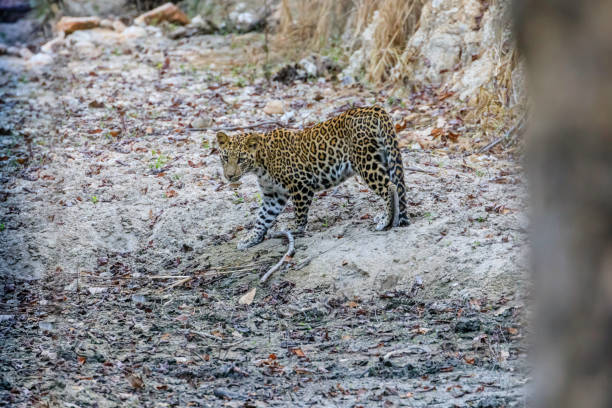 istock leopard cub taking a pause to look at the camera 1488118783