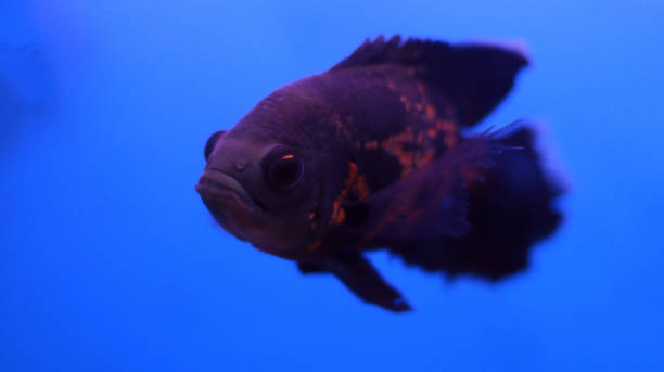 istock Flowerhorn fish in the water, aquarium fish 1488118793