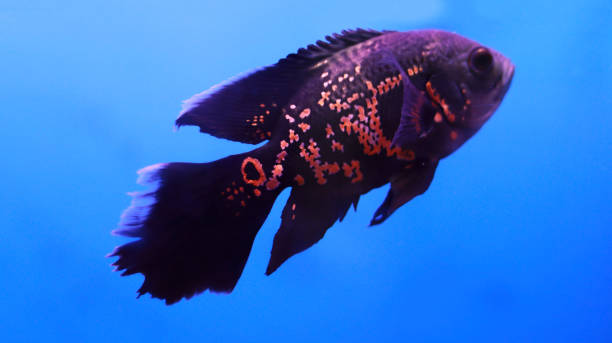 istock Flowerhorn fish in the water, aquarium fish 1488118803