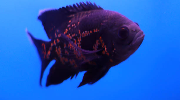 istock Flowerhorn fish in the water 1488118826