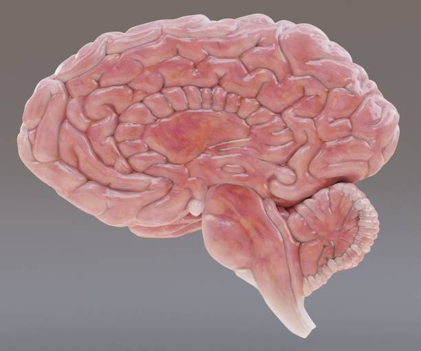 istock Realistic 3D Render of Human Brain 1488119038