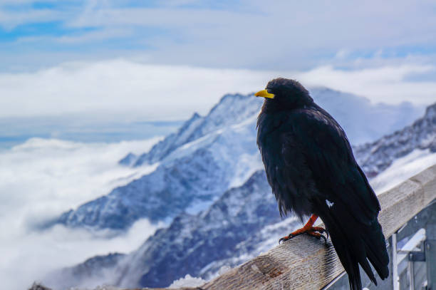 istock Pyrrhocorax graculus in Switzerland. 1488119901