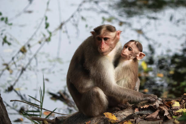 istock (macaca radiata) A mother monkey with her cub sitting on a tree 1488119960