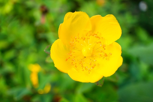 Close-up shot of a Bulbous Buttercup (Ranunculus bulbosus) flower in full bloom, featuring its bright yellow petals