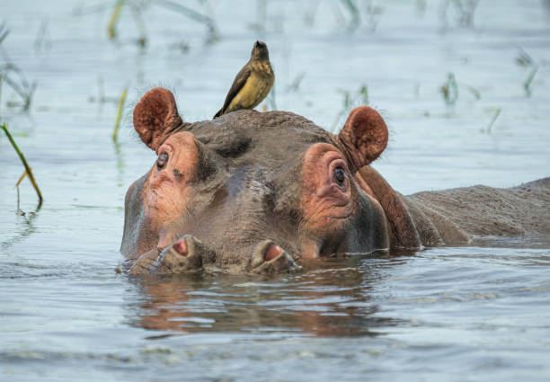 White cattle egret resting comfortably on a hippopotamus partially submerged in the tranquil waters of Serengeti National Park, Tanzania, creating a serene scene of wildlife harmony