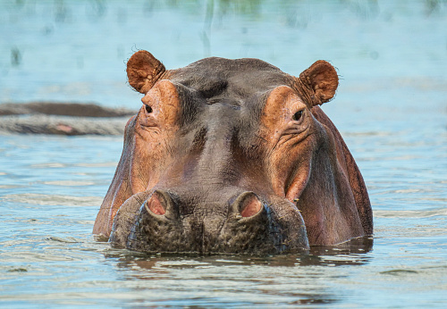 A  Hippopotamus (Hippopotamus amphibius) is looking out of the water. Location: Lake Manze, Selous Game Reserve, Tanzania/East Africa. Shot in wildlife.