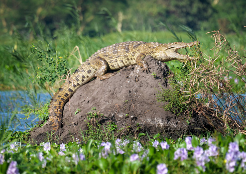 Crocodile (family Crocodylidae) warming up in the sun, lying on an old termitehill in the Shire River in Malawi.