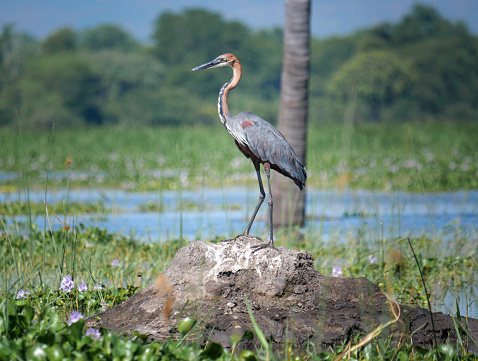 Goliath heron (Ardea goliath)