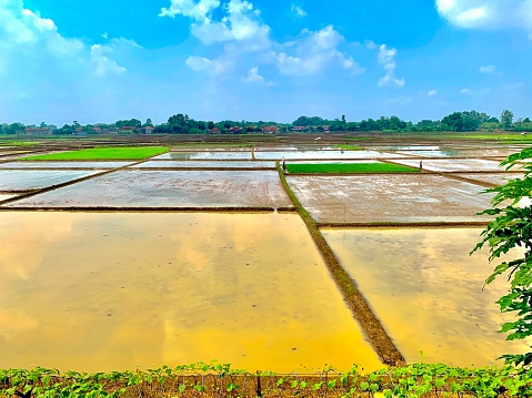 the view of the rice fields who want to plant rice
