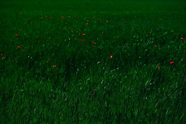 istock Green landscape with poppy flowers 1488121513