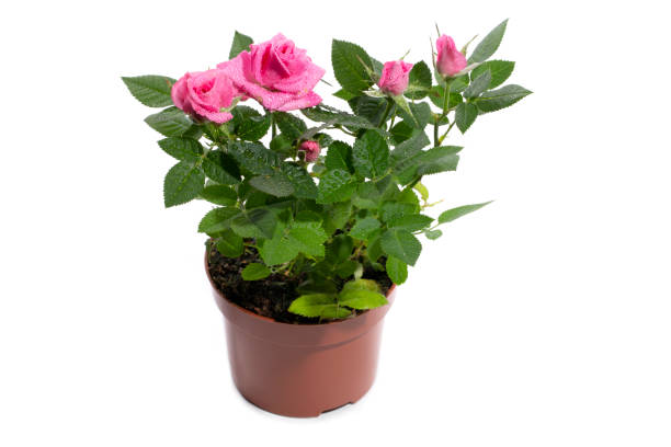 istock Indoor rose bush in a pot on a white background 1488121701