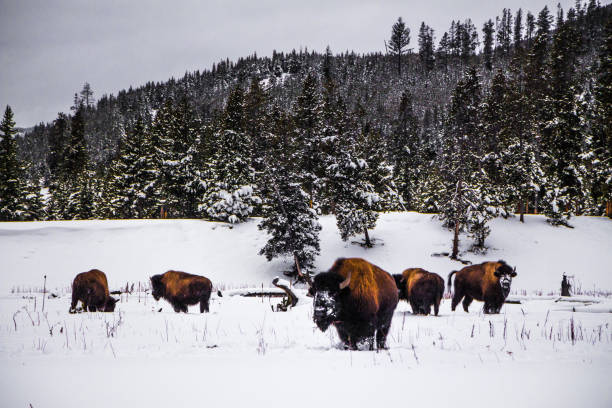 istock Yellowstone National Park 1488121772