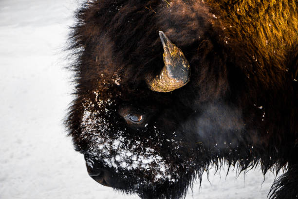 istock Yellowstone National Park 1488122045