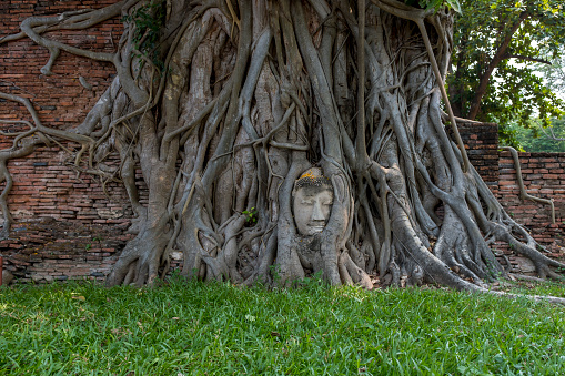 The head of buddha statue in tree, Ayutthaya, Thailand