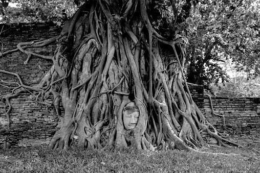 The head of buddha statue in tree, Ayutthaya, Thailand