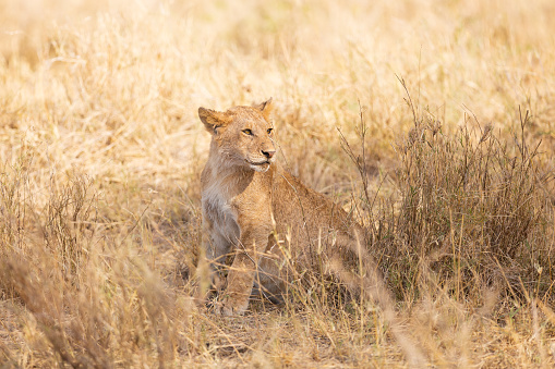 Lion cub alone in the grass at the savannah in Serengati Tanzania, Africa.