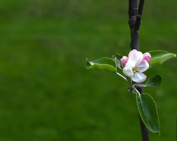 Apple blossom in bloom. Copy space.