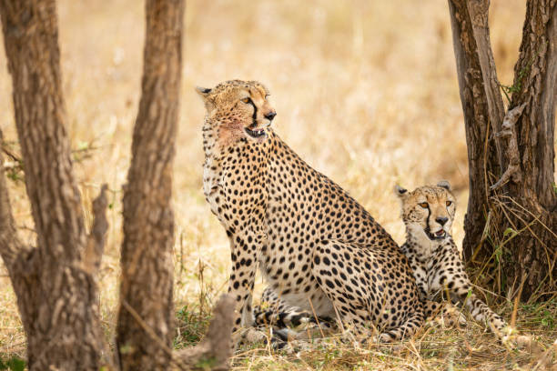 istock Two beautiful cheetahs rests under a tree in Serengeti 1488123291