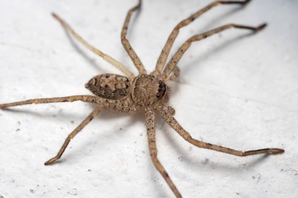 istock Macro photo of a wolf spider on a white wall. 1488123869