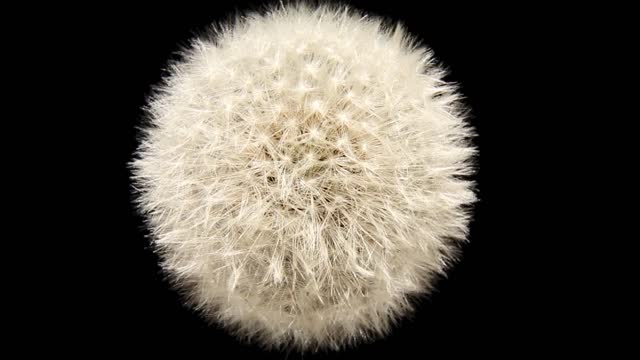 A dry field dandelion with a white head rotates on a black background.