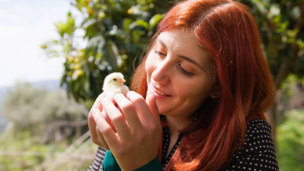 istock Little chick caressed by girl in farm 1488126306
