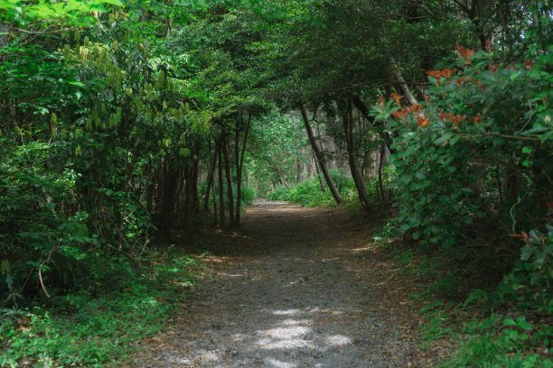 istock Beautiful garden scenery in Atami 1488126325