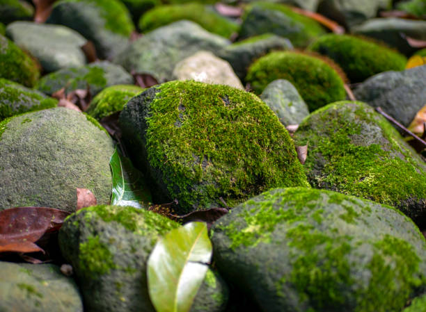 Green moss on the stone for natural computer background and wallpaper