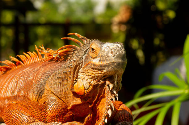 istock Bright orange iguana (Iguana iguana) under sunshine, with blur background 1488126341