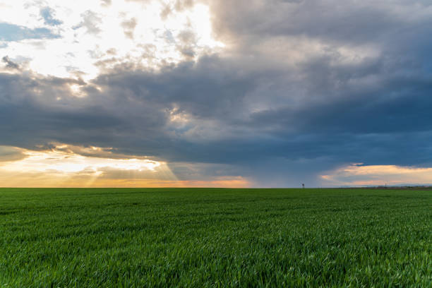 una tempesta e un bel tramonto in un campo con grano germogliato - incoming storm foto e immagini stock