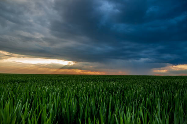 istock a storm and a beautiful sunset in a field with sprouted wheat 1488127083