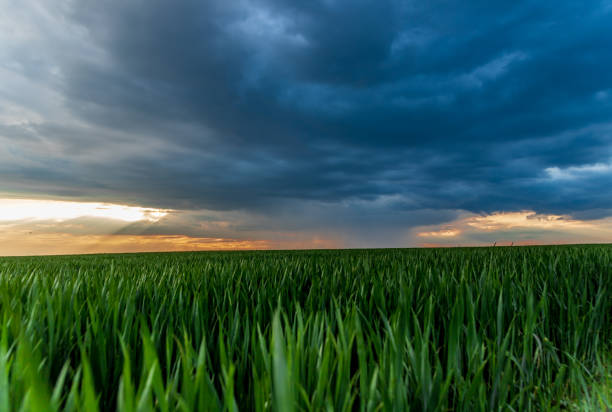 istock a storm and a beautiful sunset in a field with sprouted wheat 1488127130