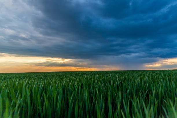 istock a storm and a beautiful sunset in a field with sprouted wheat 1488127166