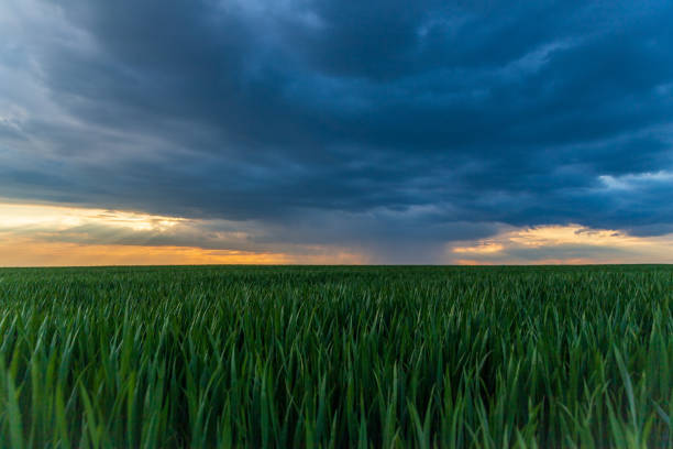istock a storm and a beautiful sunset in a field with sprouted wheat 1488127173