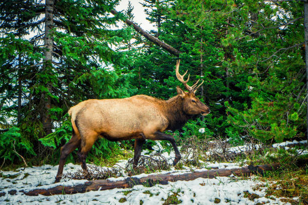 istock Yellowstone National Park 1488127715