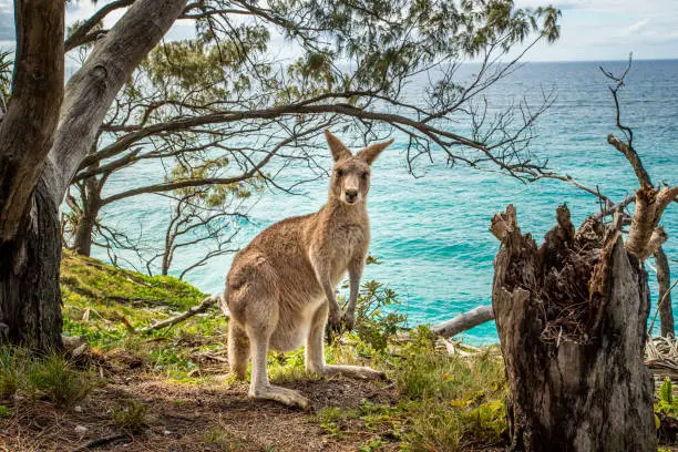 A kangaroo standing in the bush in the North Stradbroke Island