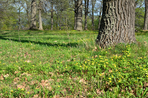 A lawn in the forest of yellow flowers in front of a tree trunk