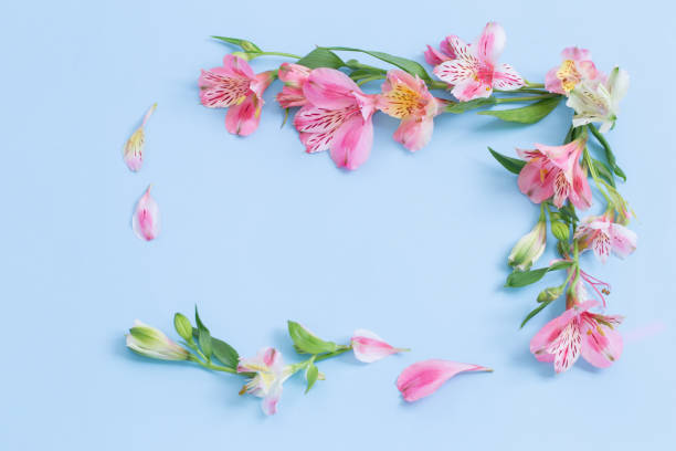 istock alstroemeria flowers on blue ackground 1488129017