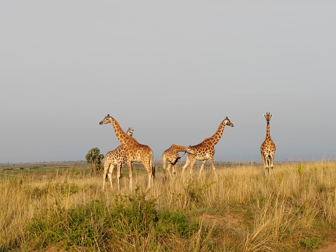 At Murchison Falls National park ,Uganda, We came arcoss a group of giraffes grazing in the morning. Elegant giraffes looked at us waiting for us to take photos of them.