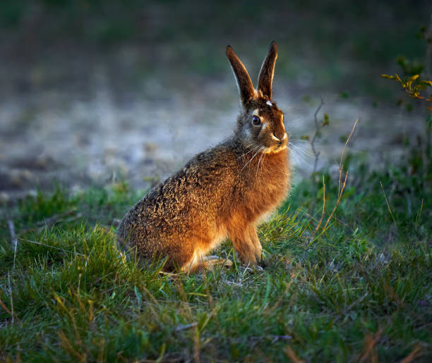 istock Juvenile hare sitting in the grass 1488129412