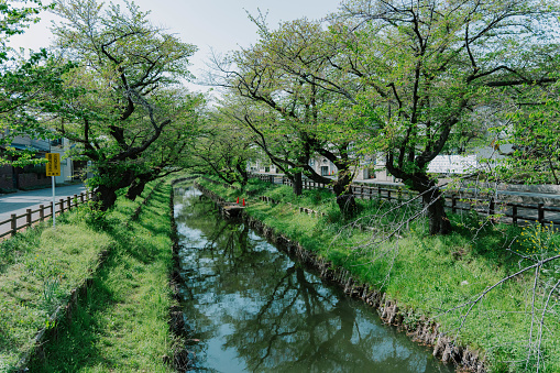 Japanese cherry blossom viewing spots at Shingashi river in Kawagoe, Saitama, Japan