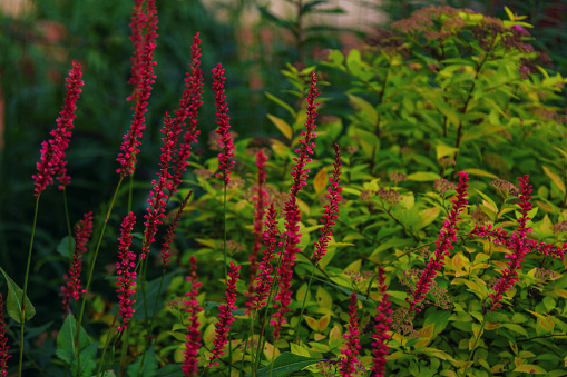 Close up beautiful red flowers of Persicaria amplexicaulis - Knotweed, growing on the meadow