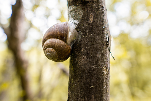 garden banded snail walking over a way