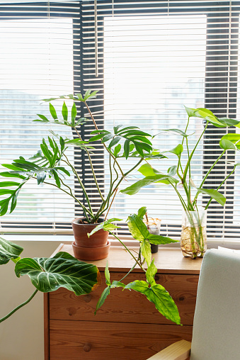 Recycled flower pots from plastic cups, DIY pot for planting trees next to the window. Recycling and sustainability, environmental protection.