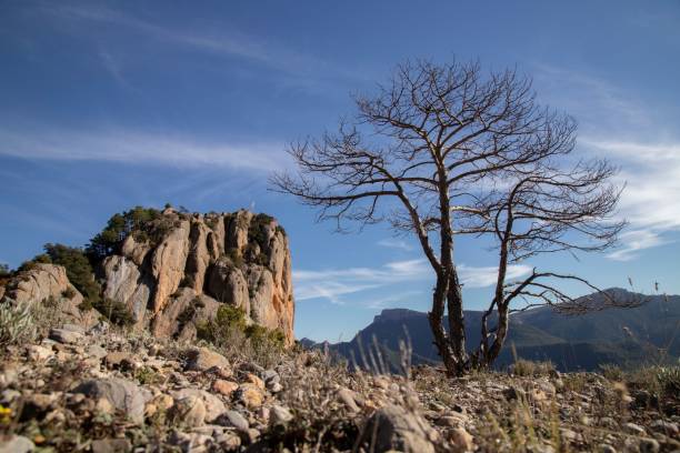 istock bare tree in front of a cliff formation with blue sky and some green grass 1488132781