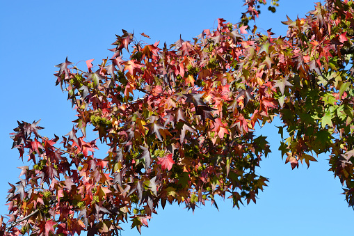 American sweetgum branches with red leaves and fruit - Latin name - Liquidambar styraciflua