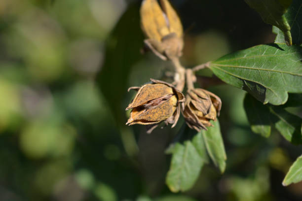 istock Rose Of Sharon 1488133105