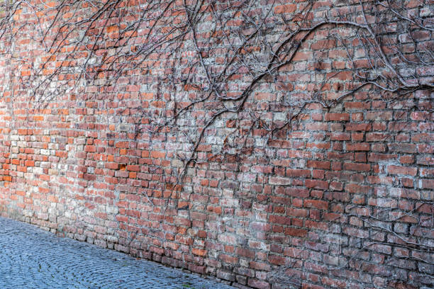 Background of green ivy on a red brick wall