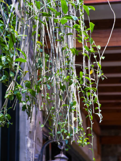 istock hanging plants used as decoration to cover the wall 1488135421