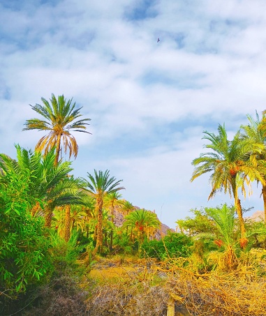 Oasis de Kokay sur le mont Bagzan dans la région d’Agadez au Niger